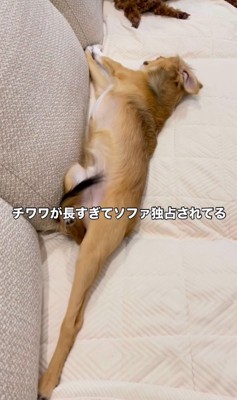 体を伸ばす小型犬