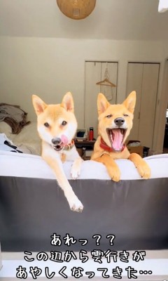 小鉄くんと小麦ちゃん