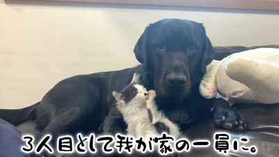 ムニくんと猫たちの尊い関係5