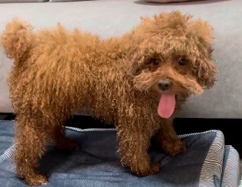 シャンプーされた犬