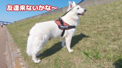 BJくんが彼女さんに気づくか検証4