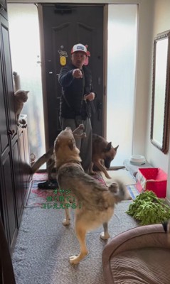 大型犬たちのお出迎え7