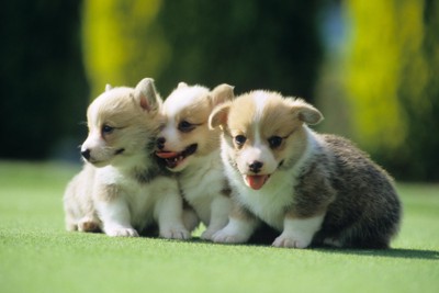 集まる子犬