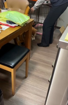 ケージから出てくるコムギックスさん