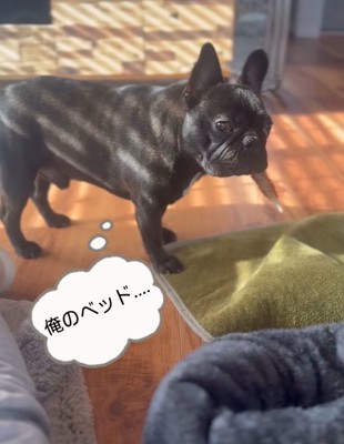 困ったドムくん