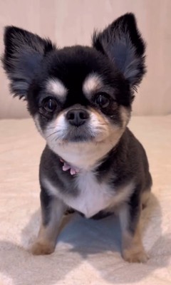 ここまるちゃんの寂しい時の行動