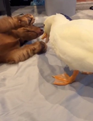 くちばしでつつくガーガーちゃん