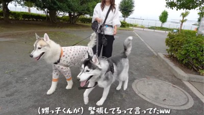 歩く2匹の犬