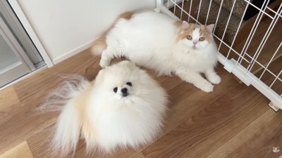 ハプニング発生時のポテチくんとレモンさん⑩