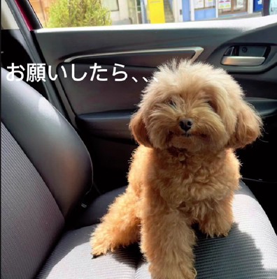 元々は丸さの際立つカット