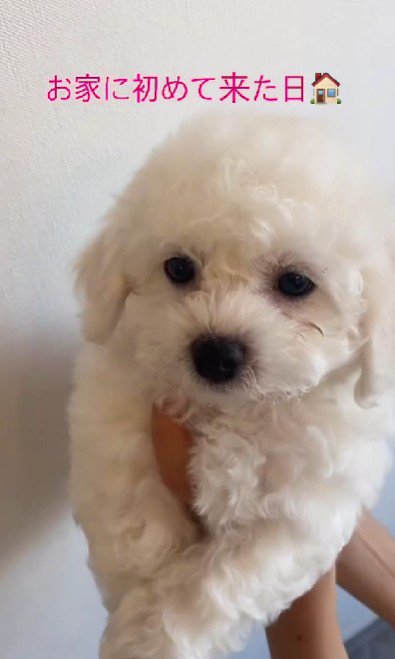 子グマのような赤ちゃん犬