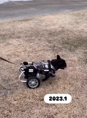 車いすで走るあずきちゃん