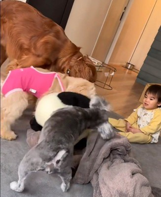遊ぶワンコたちと男の子