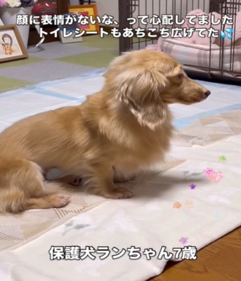 不安そうな犬2