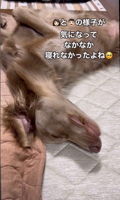 ルルちゃんと赤ちゃん3