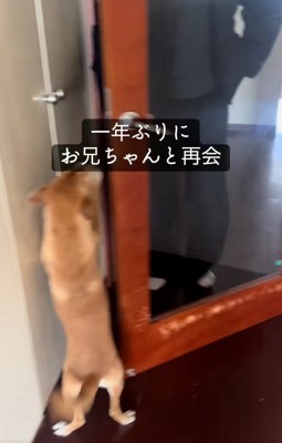 待ち構えているごぅちゃん