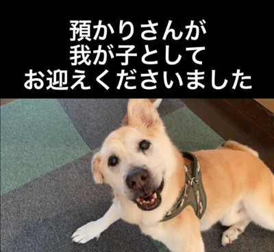 笑顔で見上げる老犬