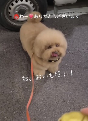うれしそうに見上げる犬