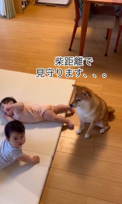 距離を取りつつ赤ちゃんを見守る柴犬