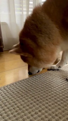 床に置かれたおやつを食べる娘の犬