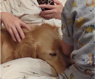 目をつぶっている大型犬