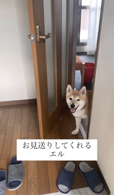 ドアの向こうから顔を出す犬