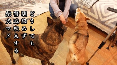 マメちゃんが警戒して吠えると…