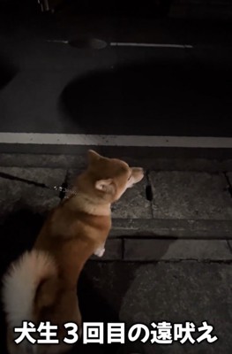 サイレン鳴ってる…