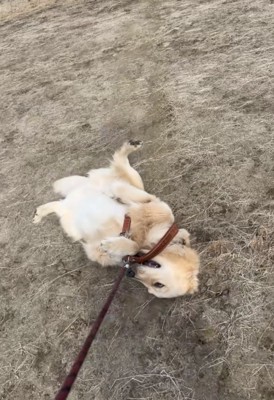 引きずられる犬