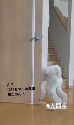 ドアから出ていく犬のお尻