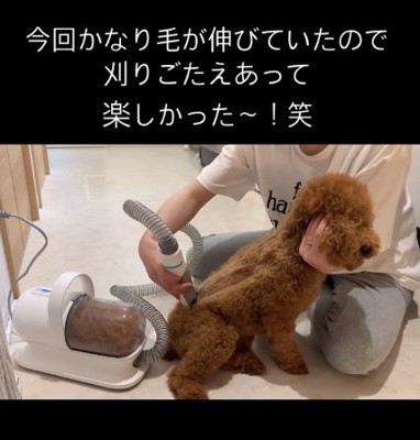 毛を刈り取られるムギくん