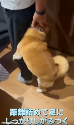 お父さんにしがみつくロンくん