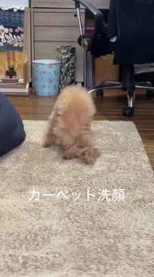 カーペットに顔をこすりつける犬