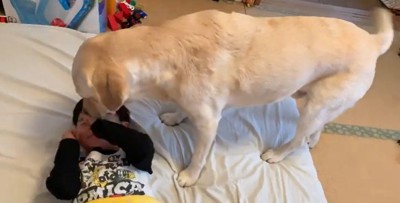 男の子を起こすバウくん8