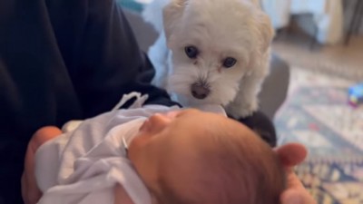 赤ちゃんに挨拶するエルくん