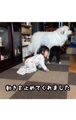 女の子が近づくと喧嘩を止めるシュシュちゃん4