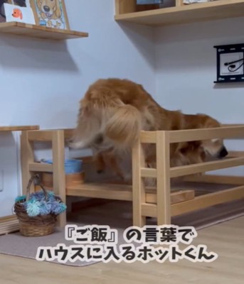 ハウスに入る犬