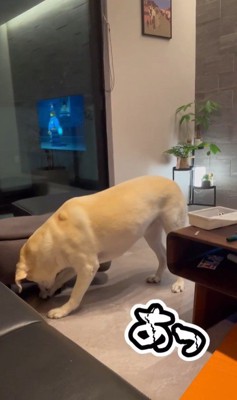 おもちゃを取ってほしそうなきぬちゃん6