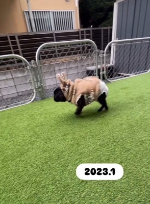 少し歩けるようになったあずきちゃん