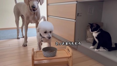 ご飯の横取りは欠かせない