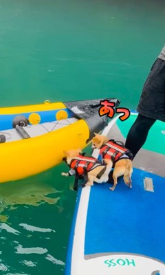 コマさんのハプニング3