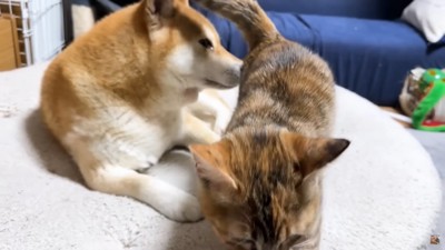 猫のお尻を嗅ぐ犬