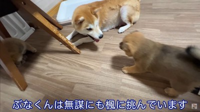 生後35日目の赤ちゃん犬たち6
