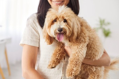 抱っこされた茶のカーリーヘアの犬