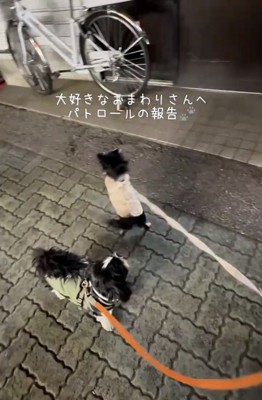 交番の前で立ち止まる犬たち
