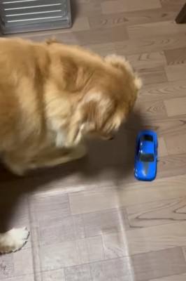 車のおもちゃで遊ぶことも