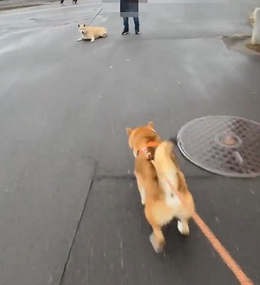 友達犬を見つけると…