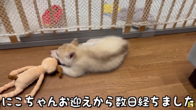 新入りのにこちゃん