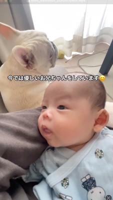 赤ちゃんの傍でくつろぐ犬