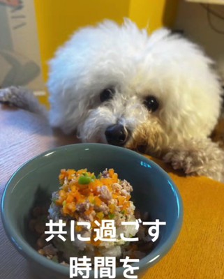 すっかりなじんできたぶんちゃん